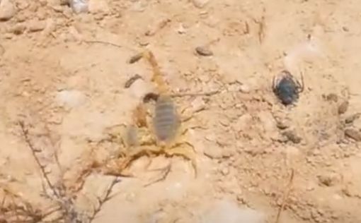 6-летний мальчик в тяжелом состоянии после укуса скорпиона