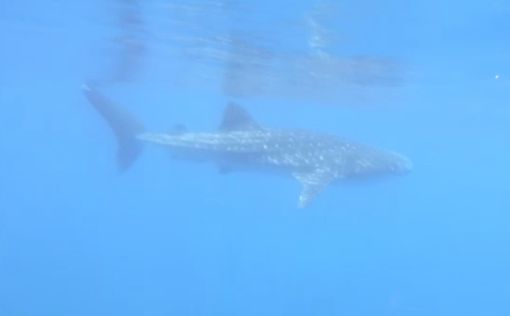 У берегов Израиля обнаружены десятки редких акул