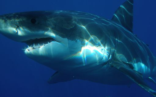Нападение акулы на серфера попало на видео
