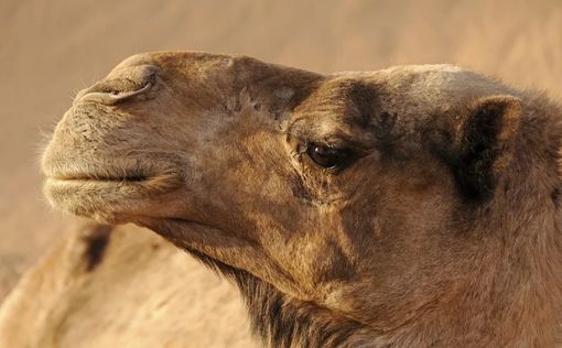 Конкурс красоты среди верблюдов в Саудии: даже там бывают скандалы
