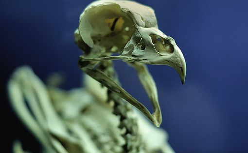 Биологи создали курицу с мордой динозавра