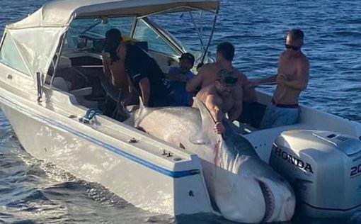 Около Сиднея моряки поймали акулу весом 394 кг | Фото: AFP
