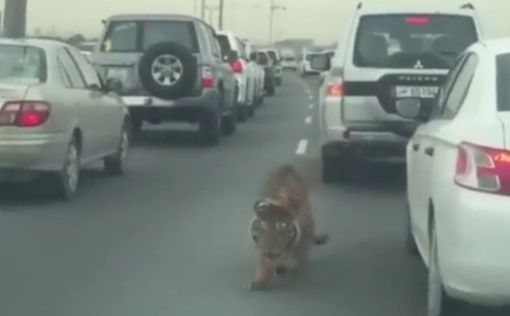Тигр прогулялся по оживленной дороге столицы Катара