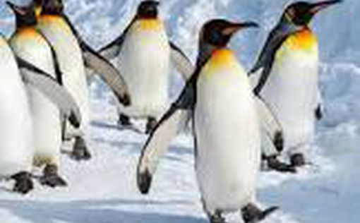 Ученые назвали 26 элементов рациона пингвинов