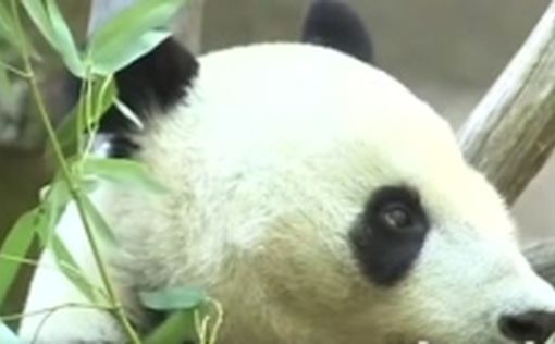 Две гигантские панды вернутся из зоопарка США на родину