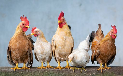 В США впервые в этом сезоне обнаружен птичий грипп H5N4