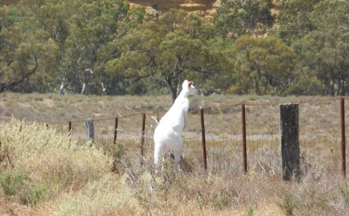В Австралии обнаружен редкий кенгуру-альбинос