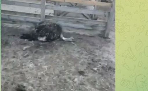 Из Ясногородской фермы под Киевом эвакуируют животных