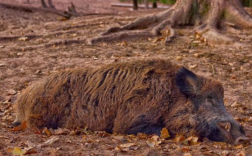Африканская свиная чума дошла до Западной Европы