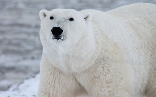 Канадец погиб, защищая детей от белого медведя