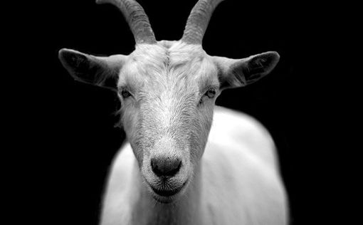 В Сан-Хосе козы вырвались из загонов и принялись дебоширить