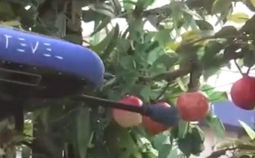 Видео: летающие роботы собирают фрукты в Израиле