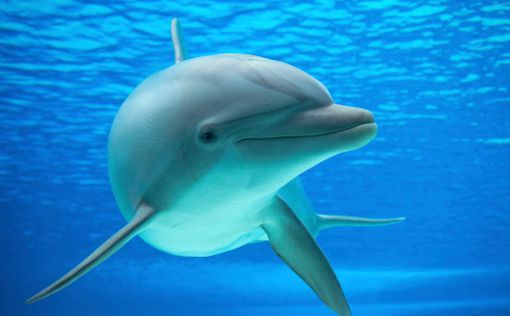 Ученые придумали способ вести диалог с дельфинами