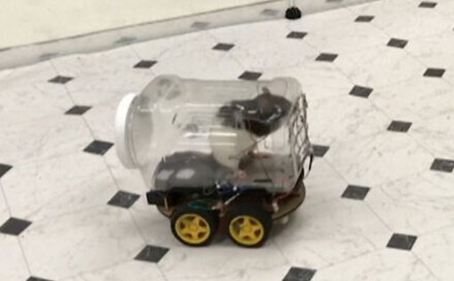 Ученые из США научили крыс водить маленькие машины