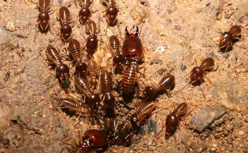 Исследование:термиты бьются головами, имитируя шаги муравьев