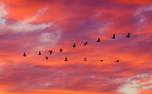 Около 400 мигрирующих птиц врезались в небоскреб в Техасе