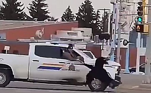 В Канаде 20 страусов сбежали из вольеров и бегали по городу от полиции