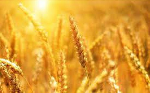 Румыния поможет Украине с экспортом зерна