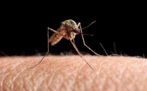 В Италии будут штрафовать "пособников" комаров