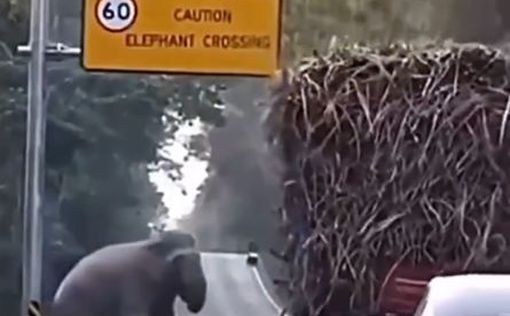 В Таиланде слоны грабят грузовики  с  сахарным тростником