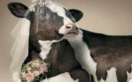 Свадьба коровы и быка обошлась в 17 тысяч долларов