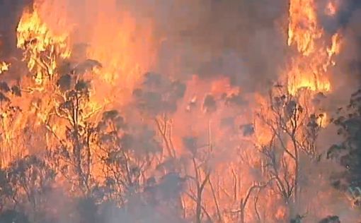 Австралия оказалась во власти масштабных лесных пожаров