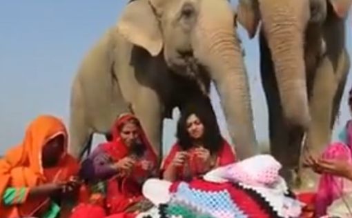 В Индии слонам связали пижамы, чтоб не мерзли