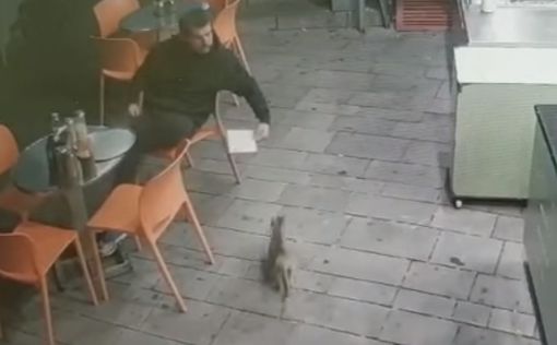 Видео: посетитель пиццерии в Эйлате жестоко избил кошку