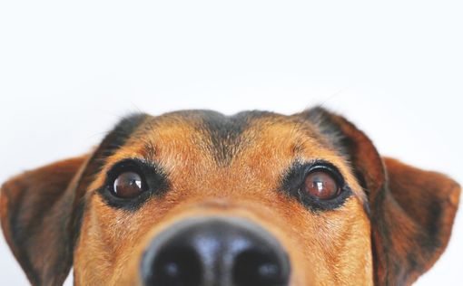Как собаки воспринимают лица людей: вывод ученых