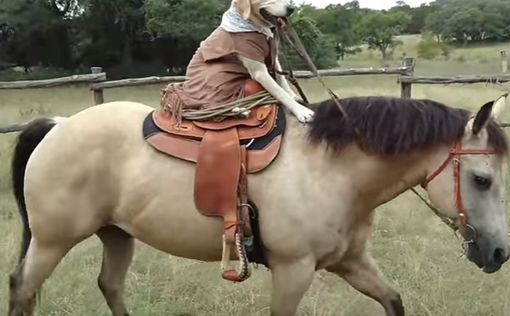 Техасский лабрадор скачет на лошади как ковбой