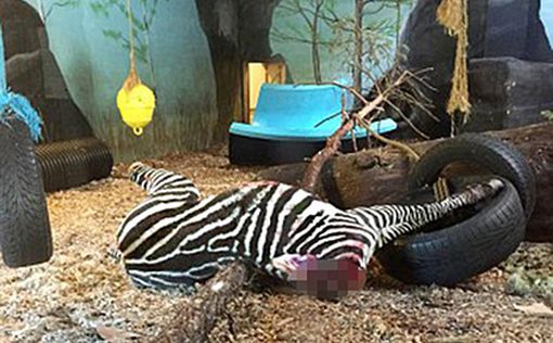 Зебру скормили тиграм на глазах посетителей зоопарка