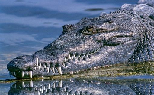 В Араве маленького ребенка укусил крокодил