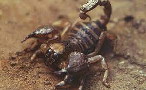 В Негеве скорпион ужалил годовалого ребенка
