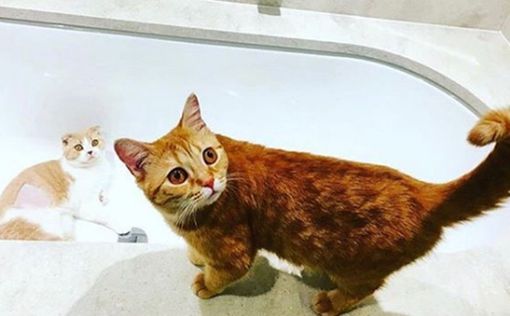 Эд Ширан создал для своих котов страницу в Instagram