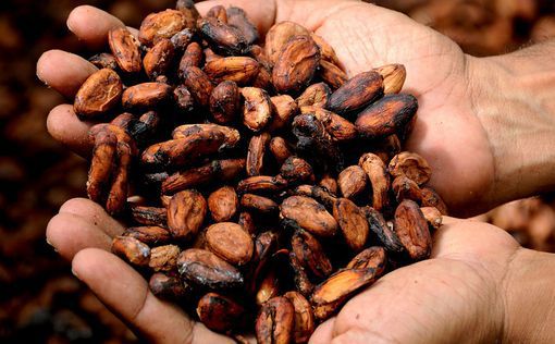 Из-за засухи, цены на какао достигли рекордного уровня. Шоколад подорожает