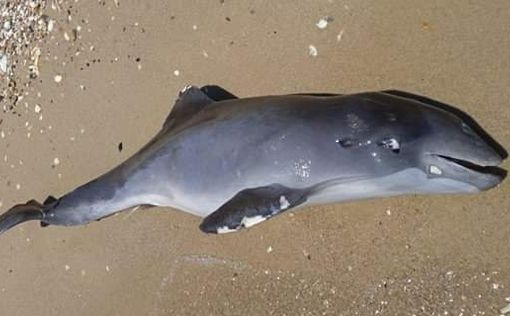 Чудовищные цифры: в Черном море массово гибнут дельфины | Фото: УНИАН