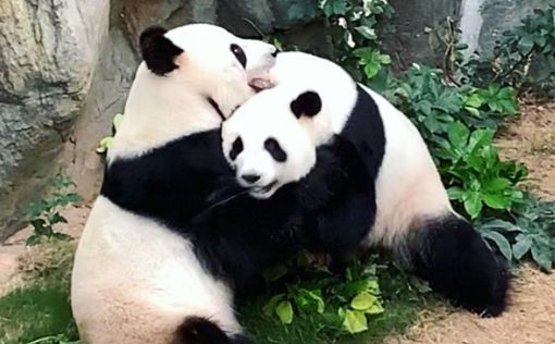 Впервые за 10 лет: в зоопарке Ocean Park спарились панды