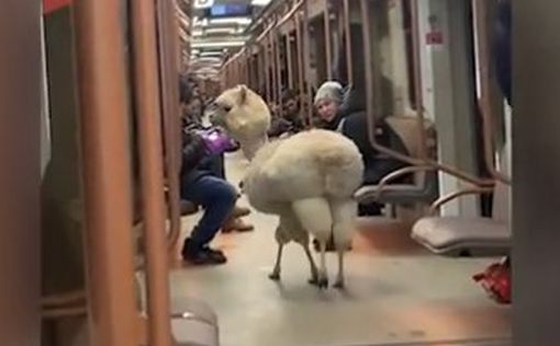 Альпака прокатилась в метро: видео