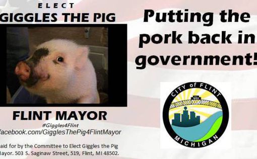 Свинью могут избрать мэром в США