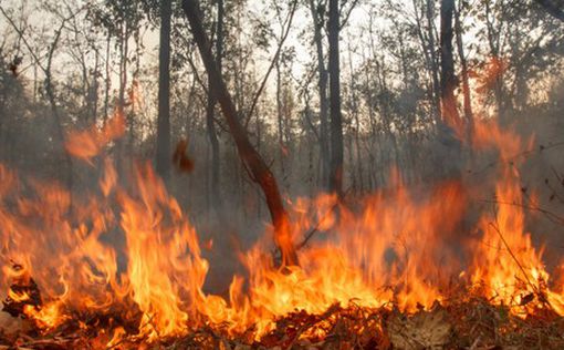 Австралию охватили неконтролируемые пожары