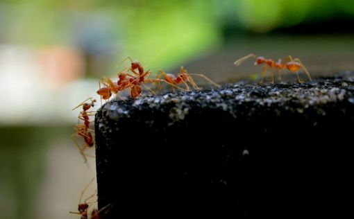 Вторжение огненных муравьев в Израиль: эксперты ищут способы борьбы