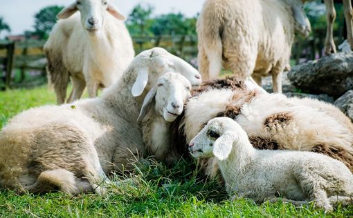 В Шотландии продали овцу за баснословную сумму
