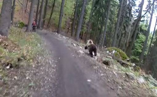 Медведь напугал велосипедистов в Словакии