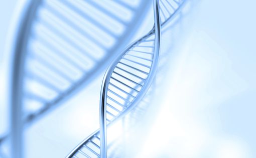Ученые обнаружили сходство в ДНК супругов