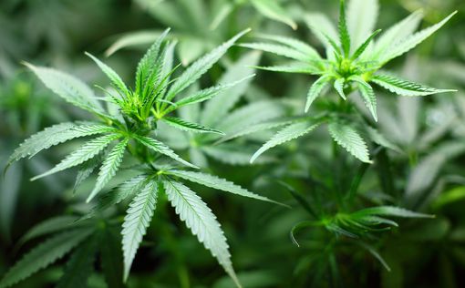 Как в Канаде: Британцы требуют легализации марихуаны