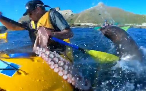 Новозеландец получил осьминогом по лицу от тюленя