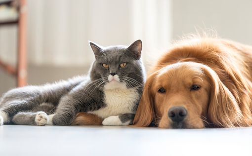 Ученые: кошки не глупее собак