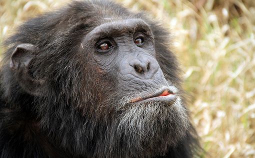 Шимпанзе могут изучать иностранные языки