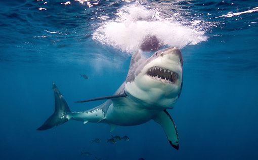 Австралия: акула откусила серферу ногу