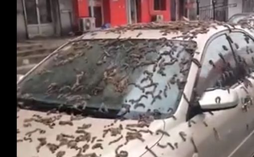 "Конец света": на Пекин обрушился ливень из червей